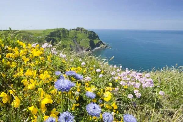 Devon Wildflower Collection